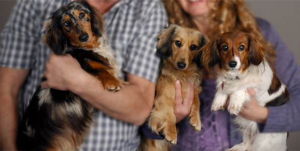 our 3 dachshunds